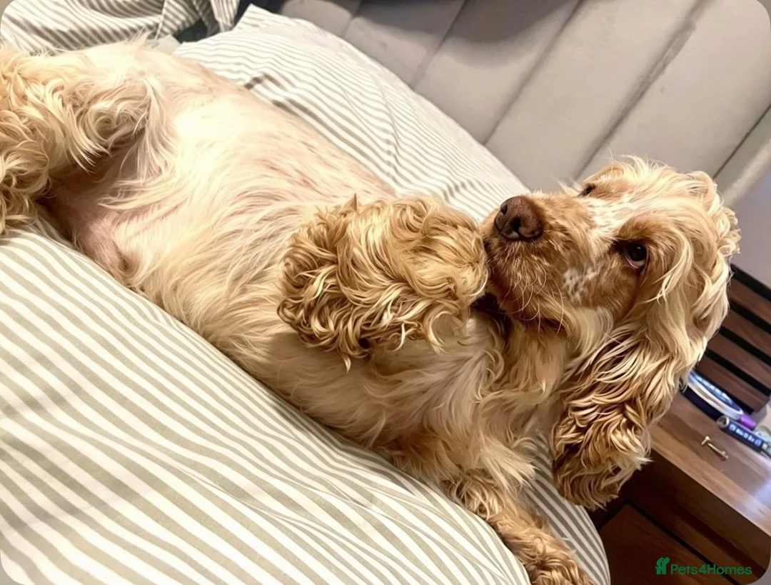 Cocker Spaniel dogs for sale: READY NOW KC SHOW COCKER SPANIELS  - Advert 2
