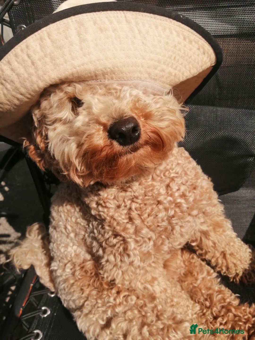 Poochon dogs for stud: Poochon stud. - Advert 2