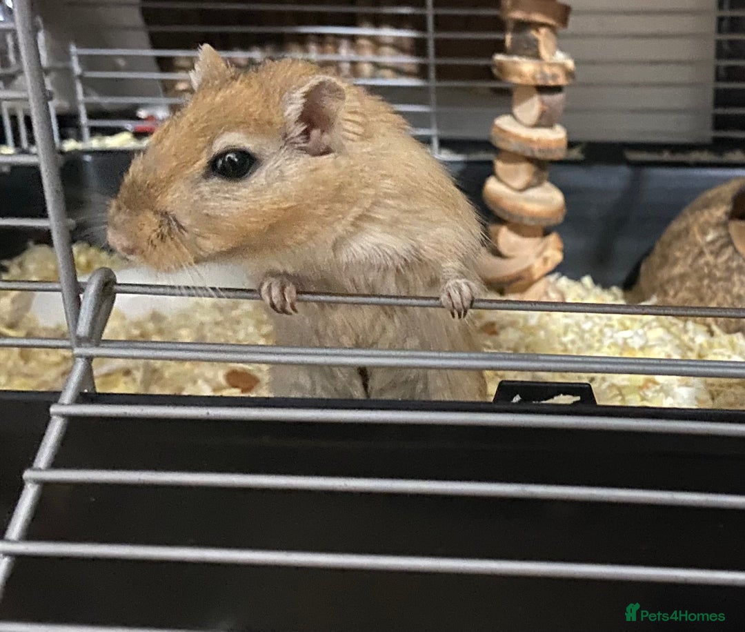 Gerbil rodents for sale: Unique baby gerbil  - Advert 7