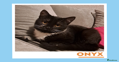 Mixed Breed cats Dapper Wee Onyx - Advert 3