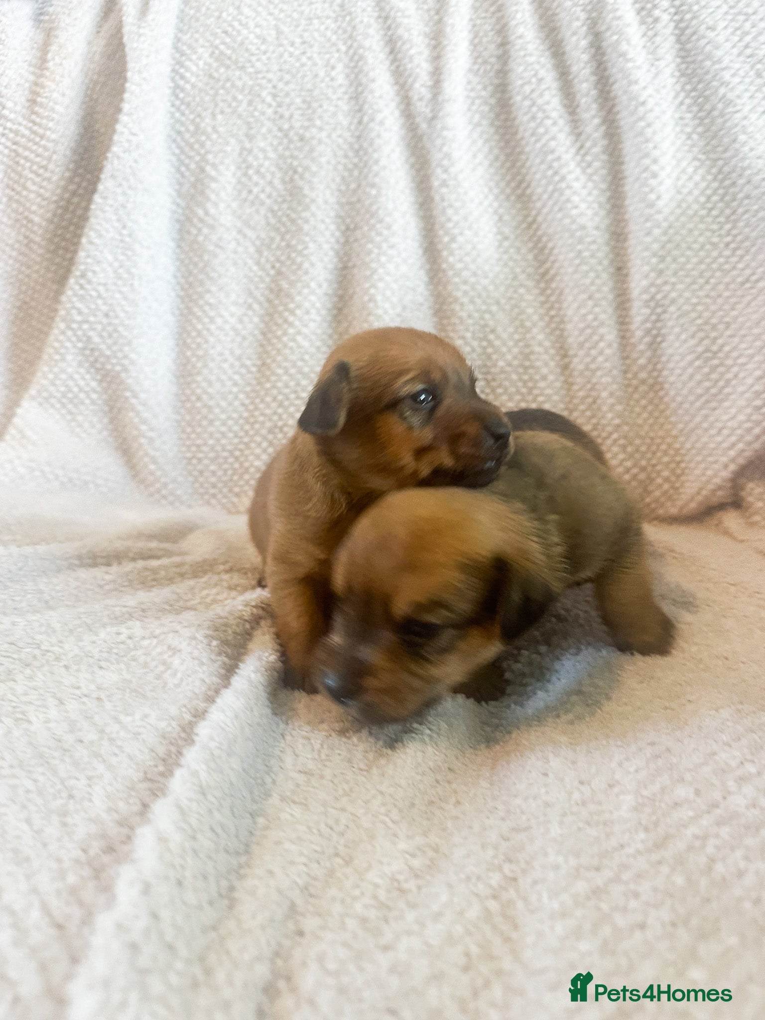 Mixed Breed Puppy 7
