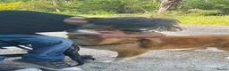 Mixed Breed dogs for adoption: Novak in New Romney - Advert 4