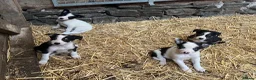 Border Collie dogs for sale: Collies for sale  in Newtown - Advert 1