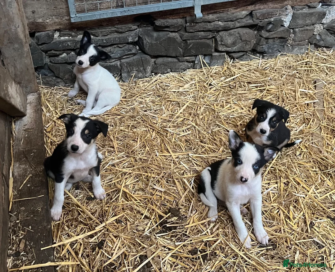 Border Collie dogs for sale: Collies for sale  in Newtown - Advert 1