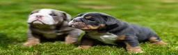 English Bulldog dogs for sale: English Bulldog Puppies  - Advert 10