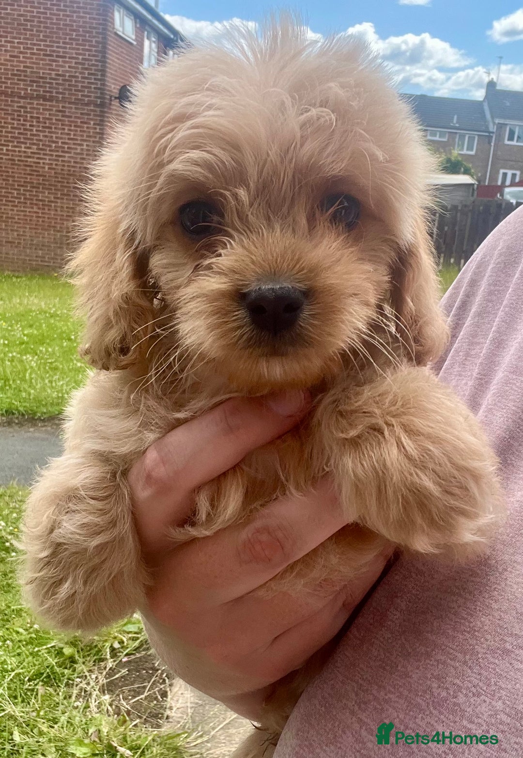 Mixed Breed dogs for sale: Last 2 puppies!  🩷 Maltipoo x Cockapoo puppies - Image 5