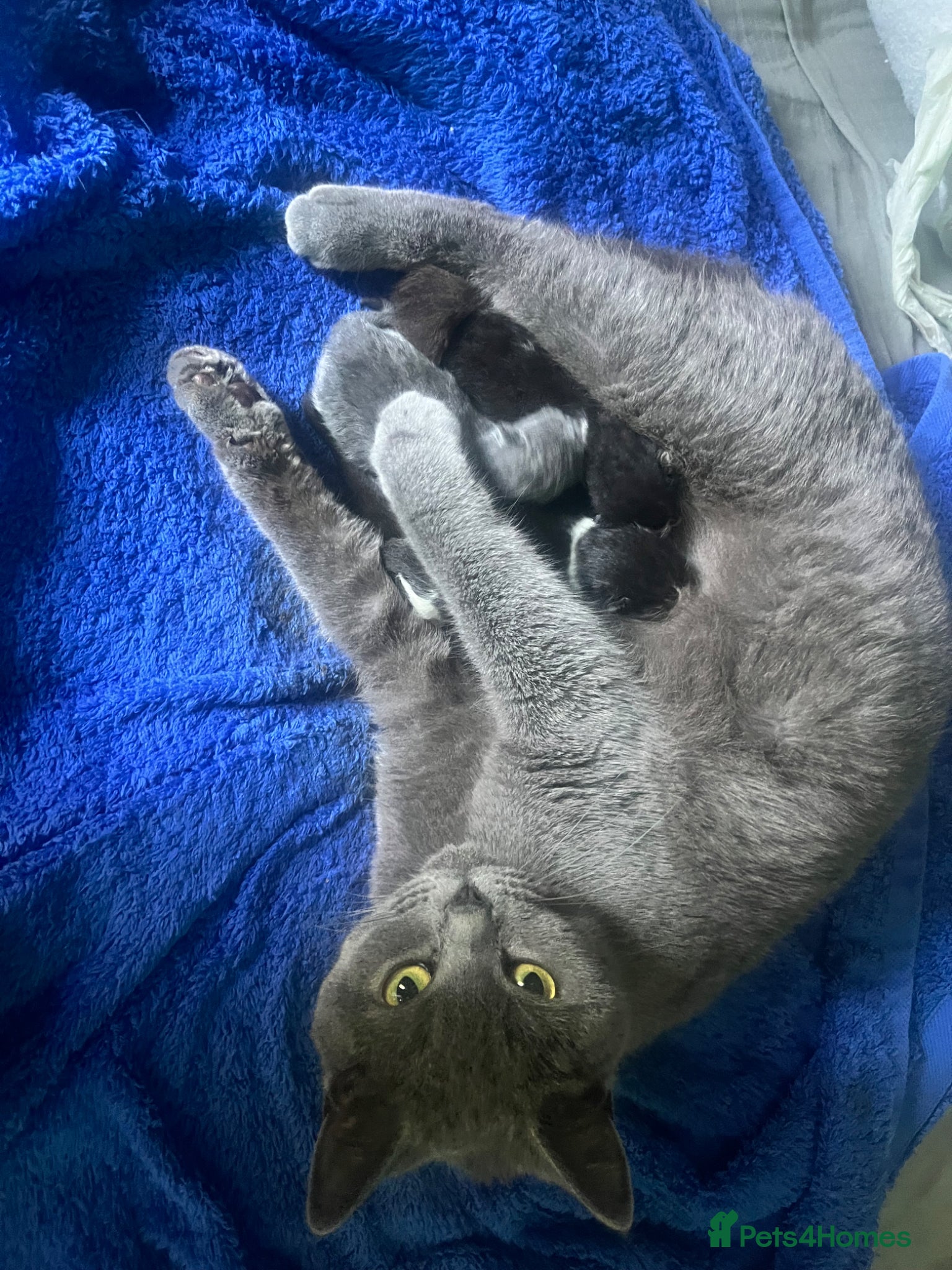 British Shorthair cats Black and white female - Advert 1