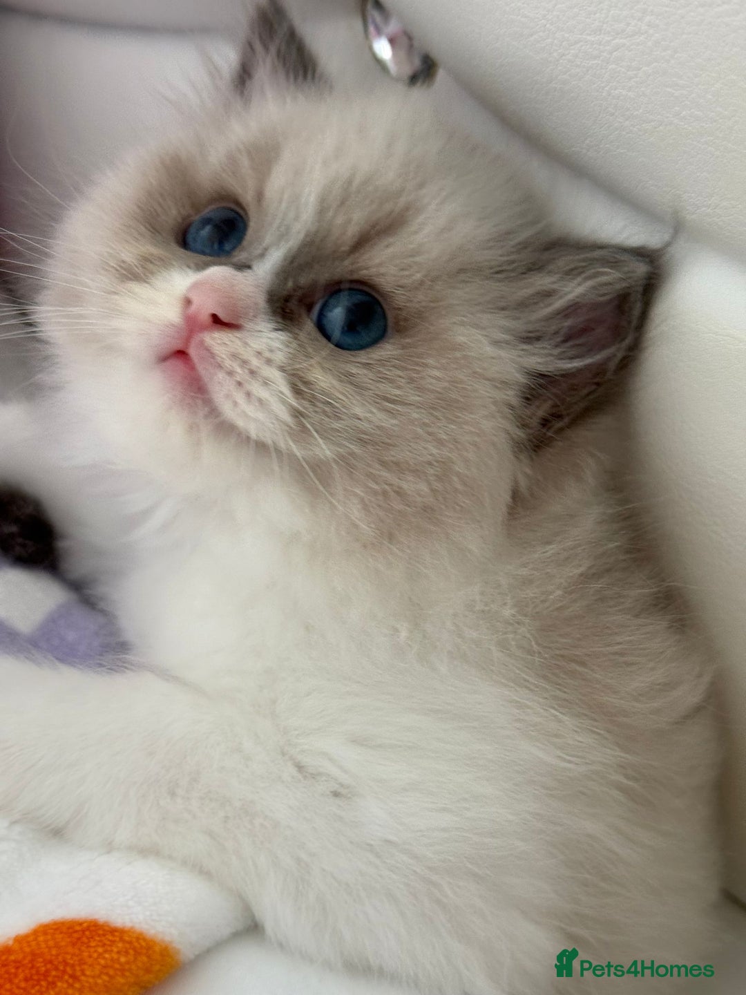 Ragdoll cats for sale: Blue eyes Blue-Bicolor kittens  - Image 4