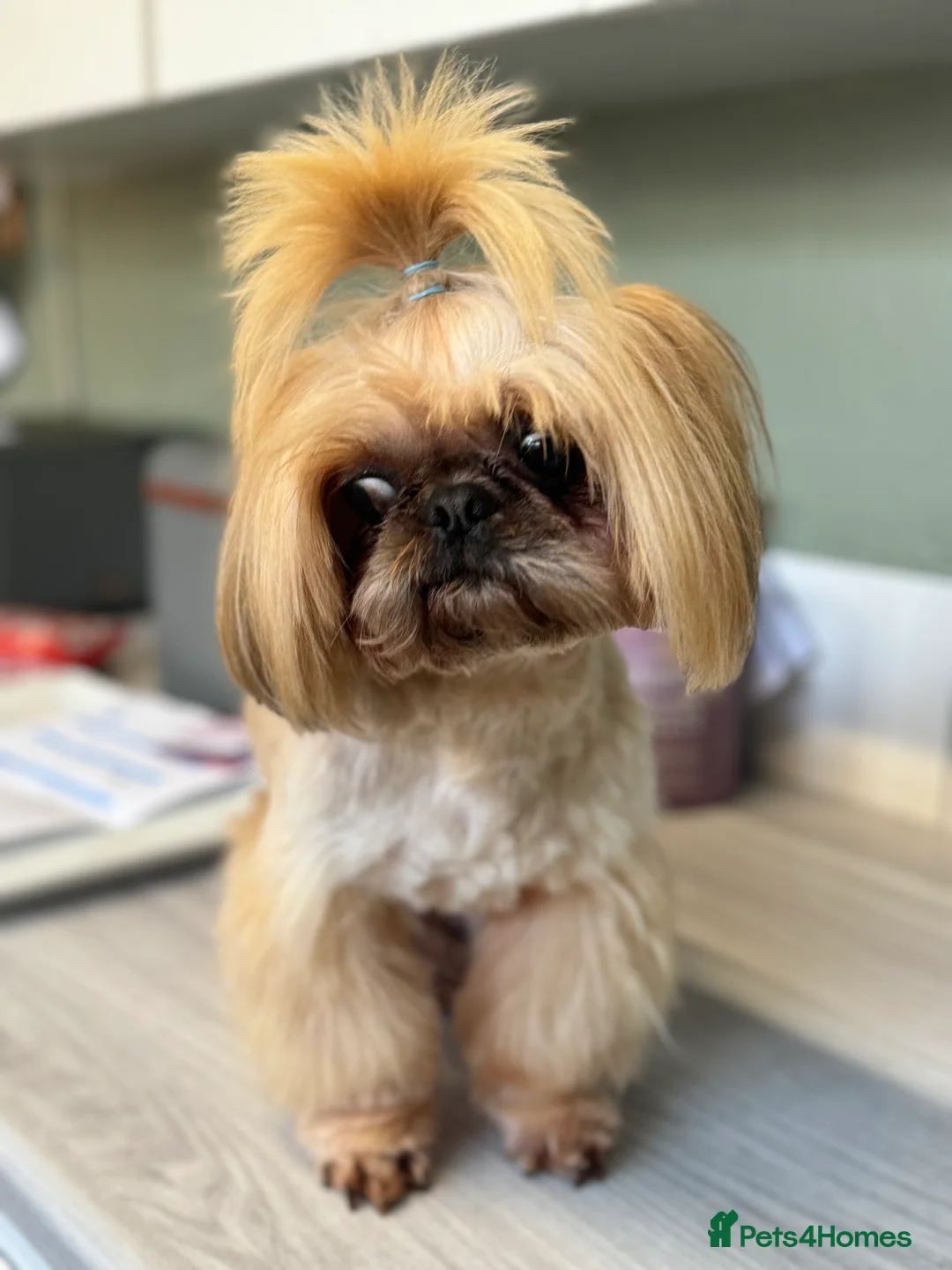 Shih Tzu dogs for stud: Imperial Shih Tzu STUD ONLY  in Crewe - Advert 3