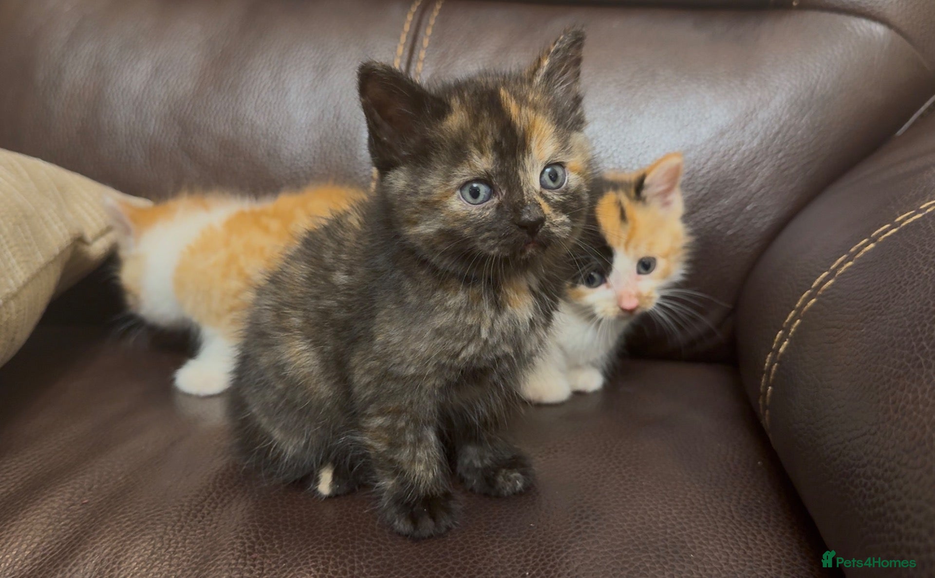 Mixed Breed cats Stunning Torty BSH - Advert 2