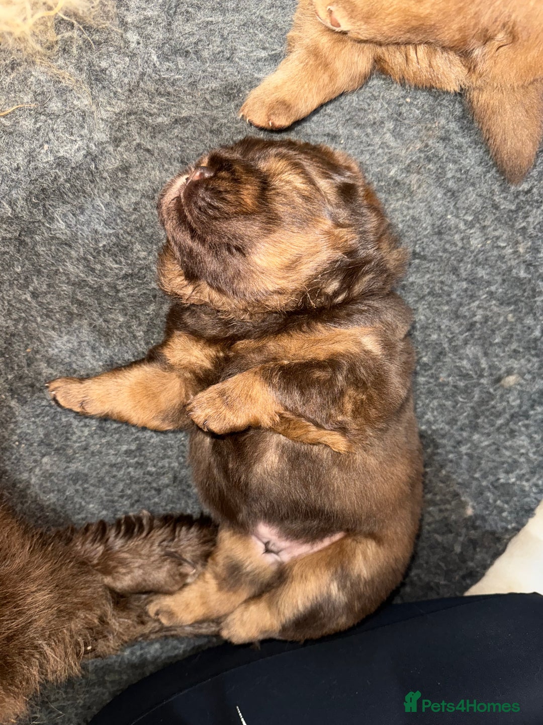 Chow Chow dogs for sale: Beautiful chow litter KC registered 🧬💜🍫 - Advert 7