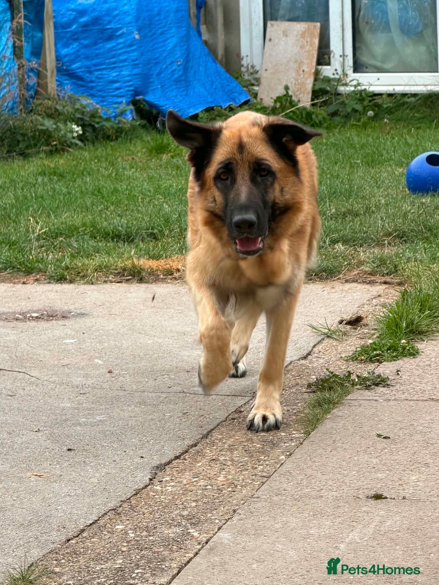 Sheprador dogs German Shepherd x Labrador pups - Advert 2
