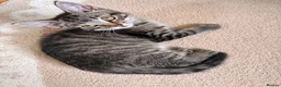 Mixed Breed cats for sale:  Kittens - Advert 14