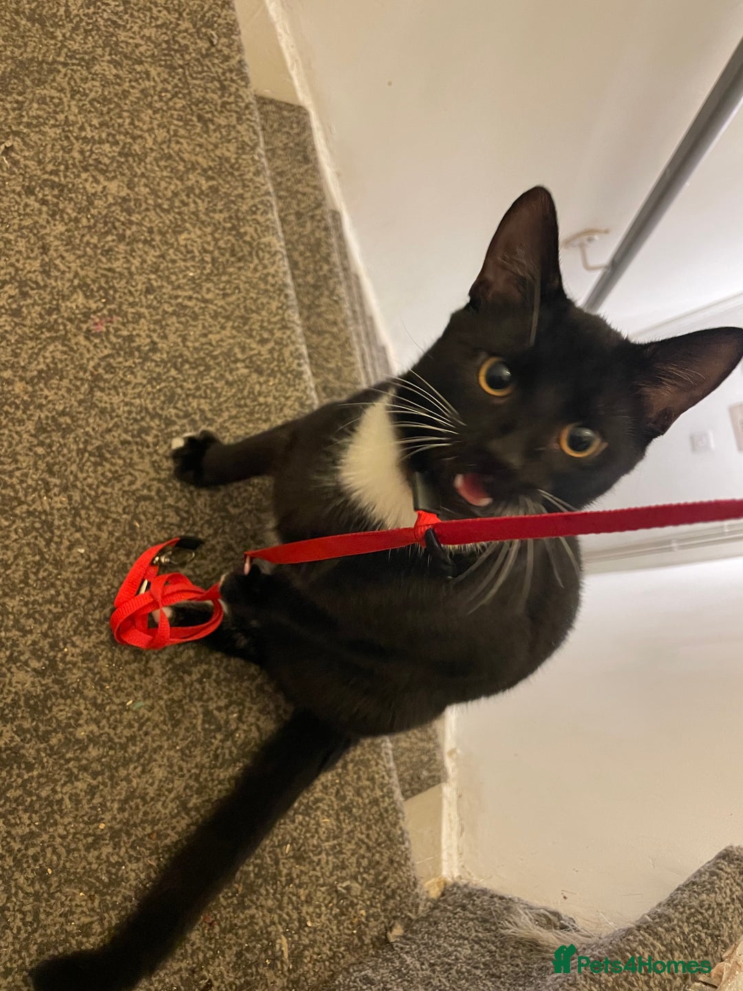 Mixed Breed cats for sale: *Free££* Beautiful brothers looking loving home - Advert 7