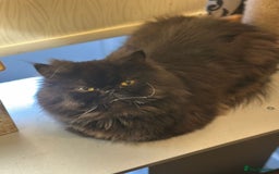 Persian cats for sale: Goregeous Grey Blackpoint Persian Chinchilla - Image 2