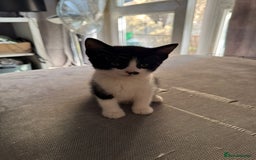 British Shorthair cats for sale: Beautiful black and white kittens - Image 2