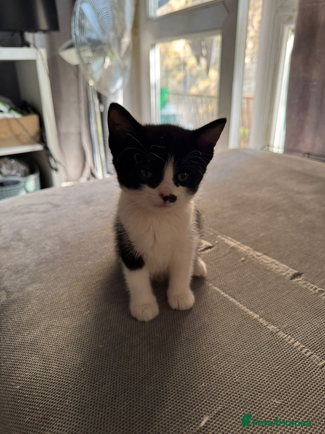 British Shorthair cats for sale: Beautiful black and white kittens - Image 2