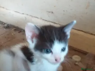 Mixed Breed cats 5 lovely kittens for sale - Advert 1