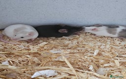 Mouse rodents for sale: Female fancy mice  - Image 5