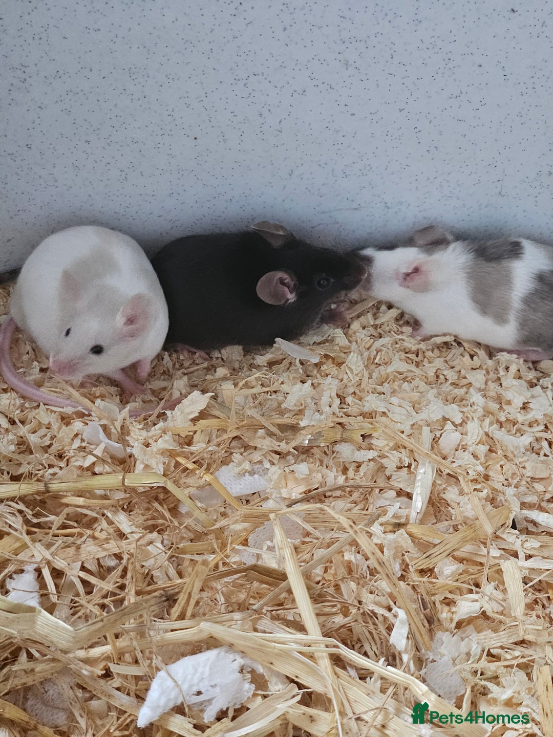 Mouse rodents for sale: Female fancy mice  - Image 5