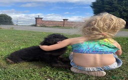 Goldendoodle dogs for sale: Beautiful Goldendoodle Puppies - Image 10