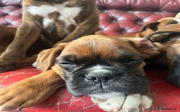 Boxer dogs for sale: 🐾 KC registered Boxer puppies 🐾  - Image 6