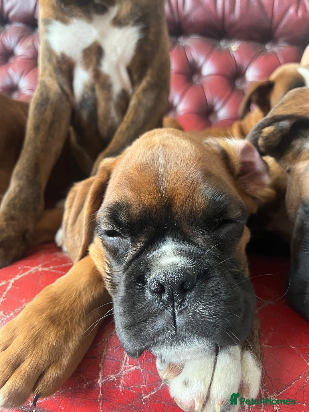 Boxer dogs for sale: 🐾 KC registered Boxer puppies 🐾  - Image 6
