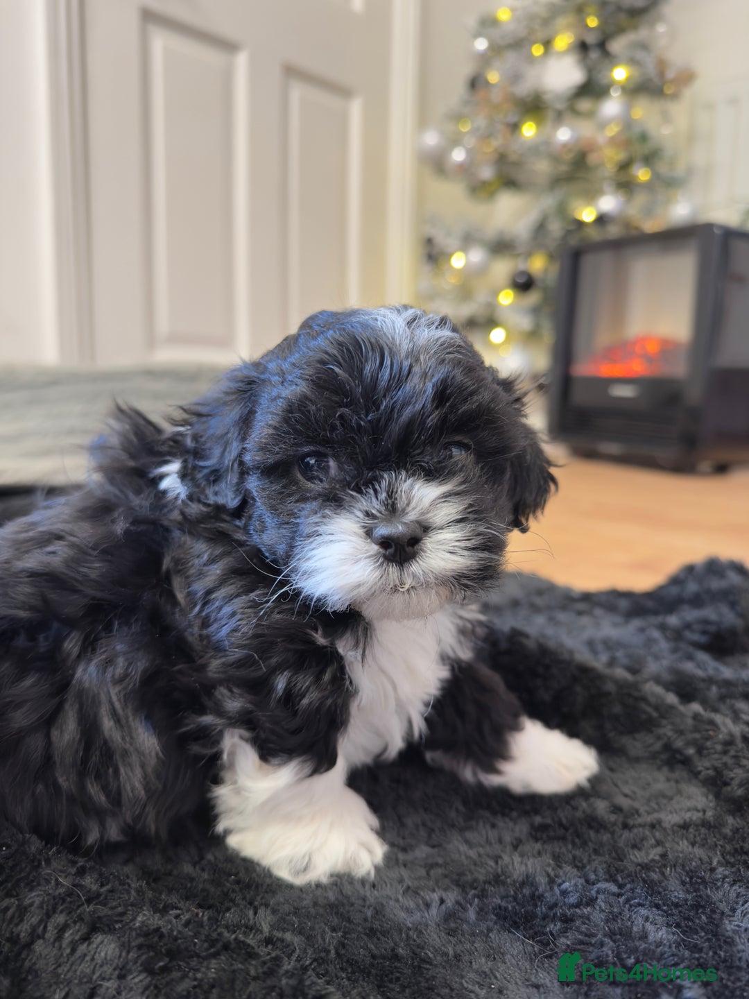 Shih Tzu dogs for sale: Shih Tzu Puppies – Vaccinated & Ready 30 Dec - Advert 5