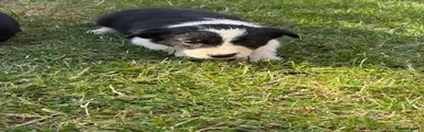 Border Collie girl - 7