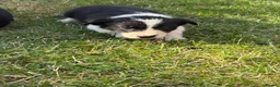 Border Collie dogs for sale: Border collie puppies  - Advert 6