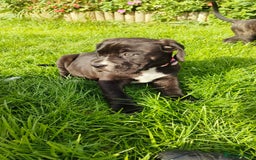 Mixed Breed dogs for sale: Cane Corso x Puppies  - Image 13