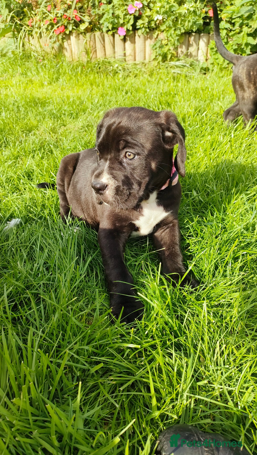 Mixed Breed dogs for sale: Cane Corso x Puppies  - Image 13