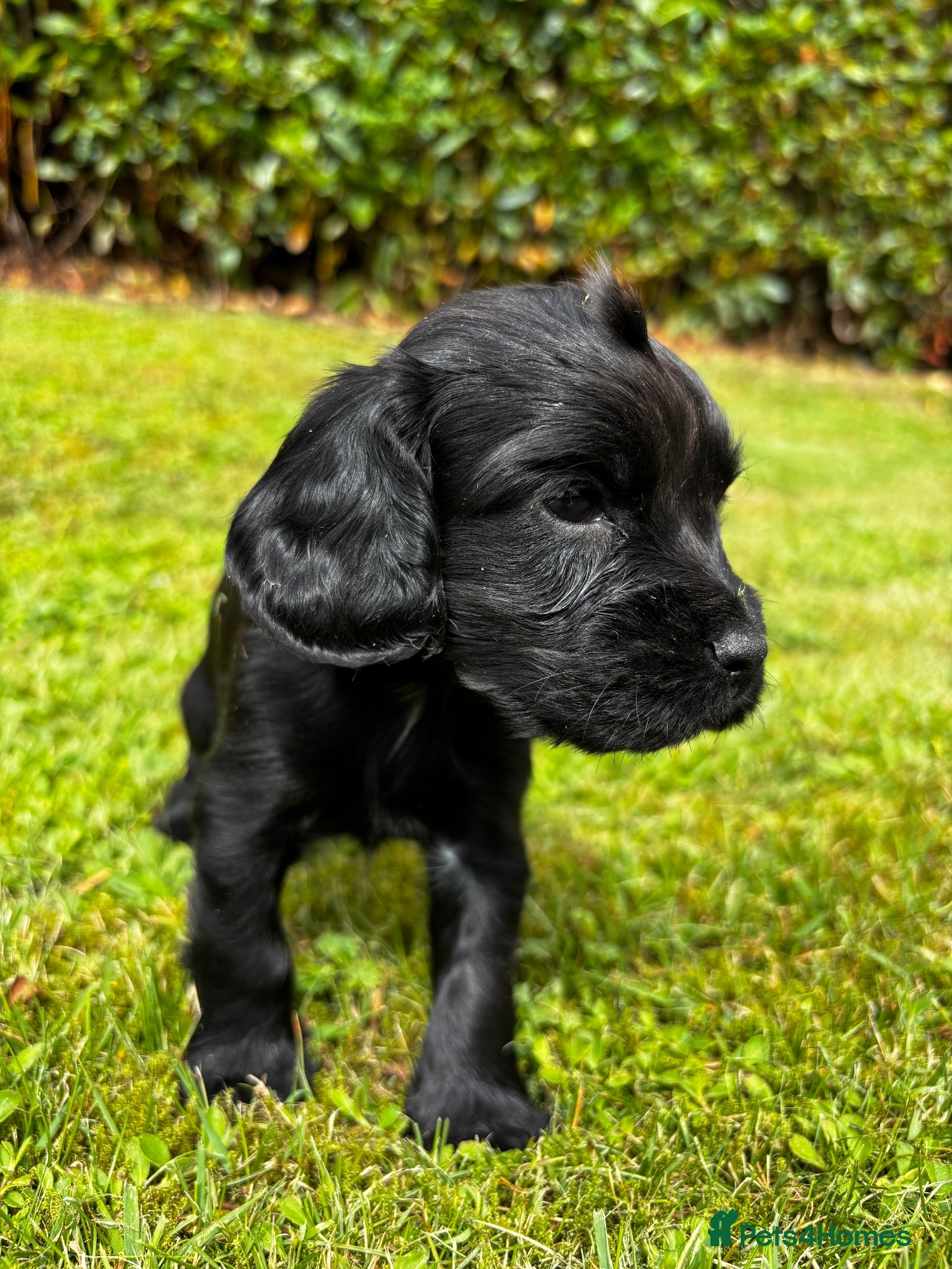 Cocker Spaniel dogs KC Registered Cocker Spaniels - Advert 2