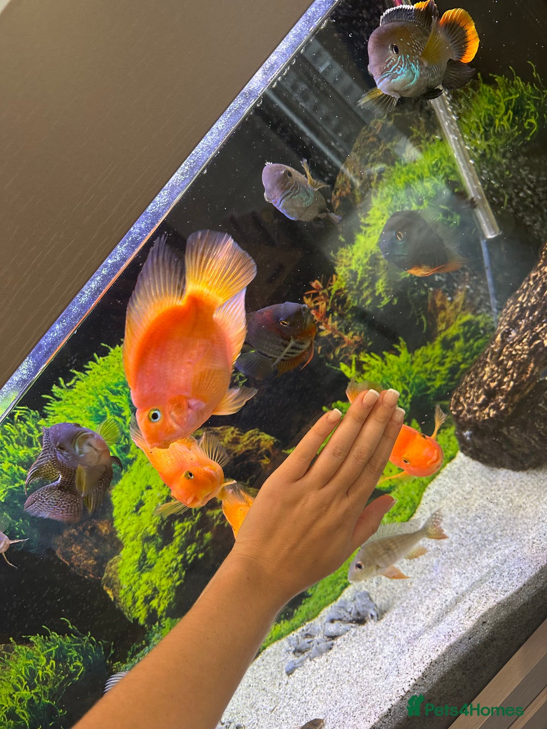 Cichlids fish for sale: Tropical fish  - Image 10