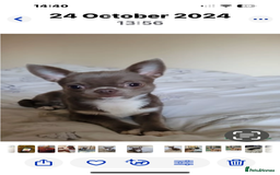 Chihuahua dogs for sale: Beautiful chihuahua pups! Long and short haired!! - Image 22