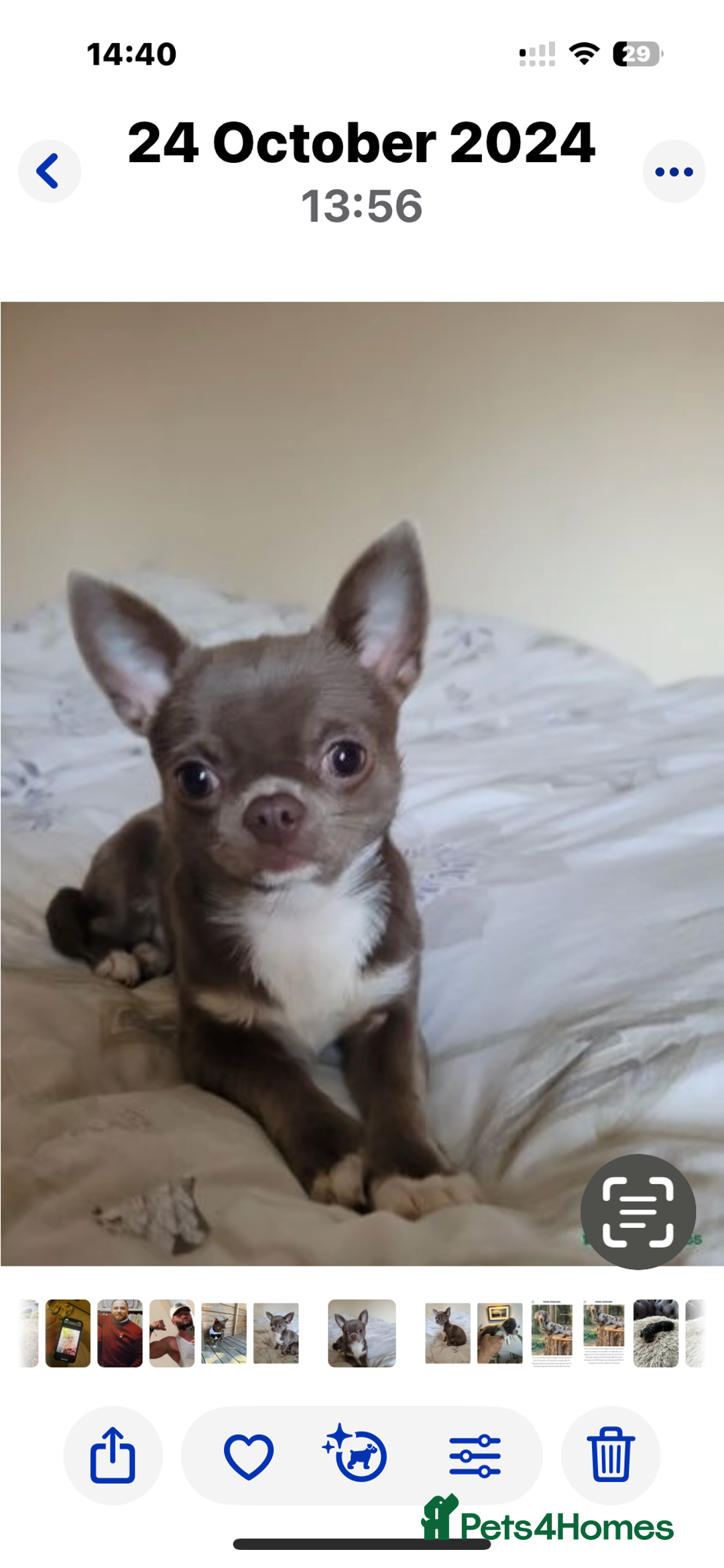 Chihuahua dogs for sale: Beautiful chihuahua pups! Long and short haired!! - Image 22