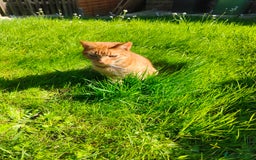 American Shorthair cats for sale: Ginger cat to be rehomed - Image 3