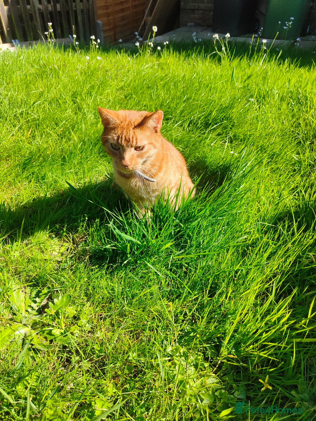 American Shorthair cats for sale: Ginger cat to be rehomed - Image 3