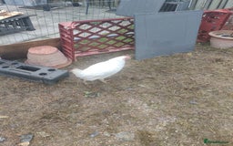 Chickens poultry for sale: Three laying leghorn and one maran - Image 1
