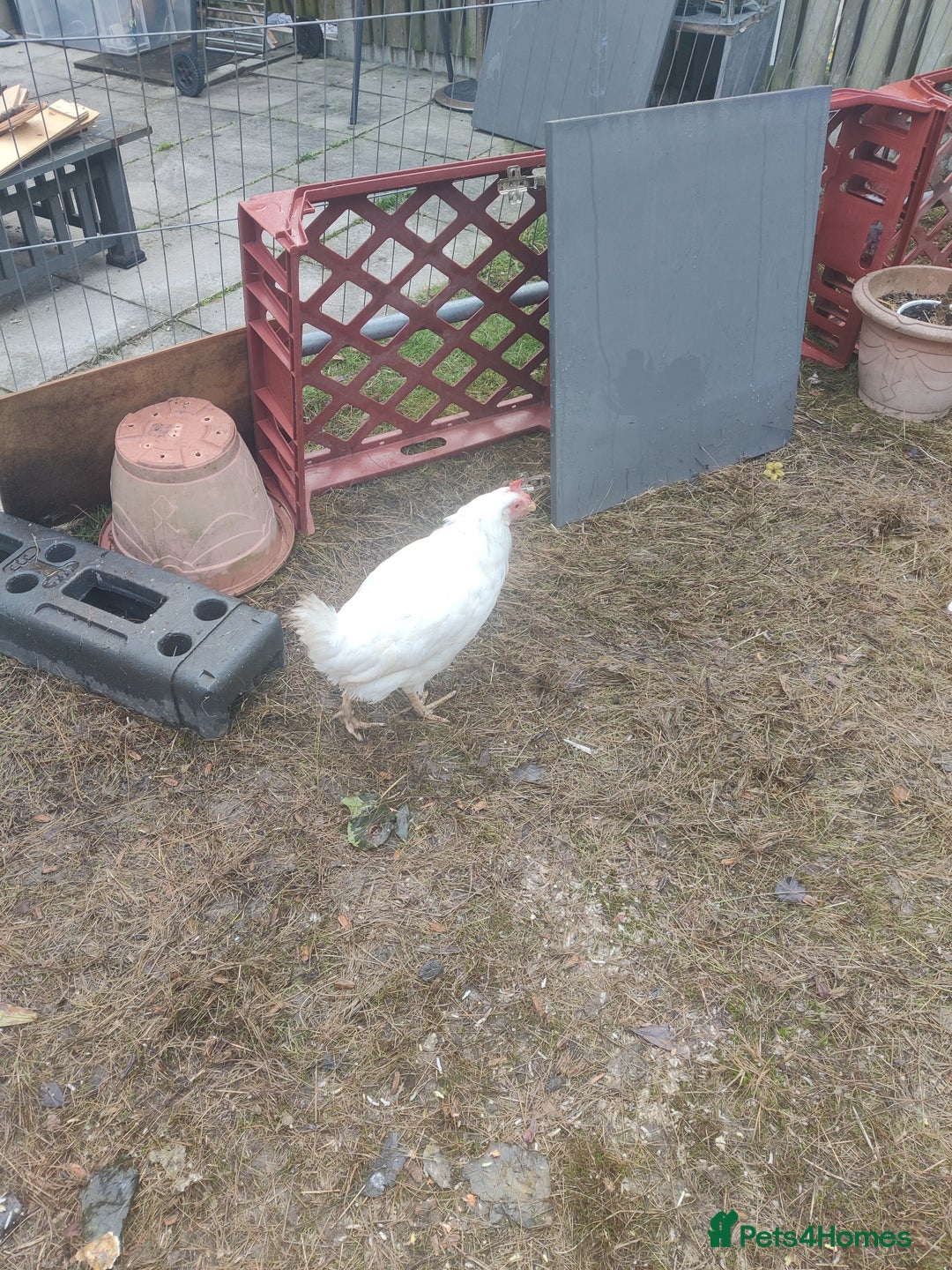 Chickens poultry for sale: Three laying leghorn and one maran - Image 1