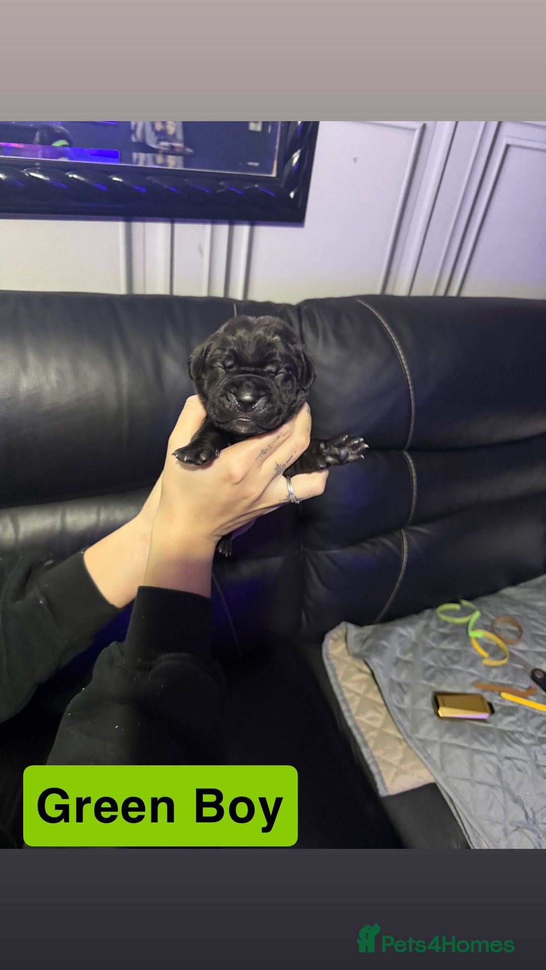 Cane Corso dogs for sale: 12 beautiful cane corso puppies 🐾 - Advert 6