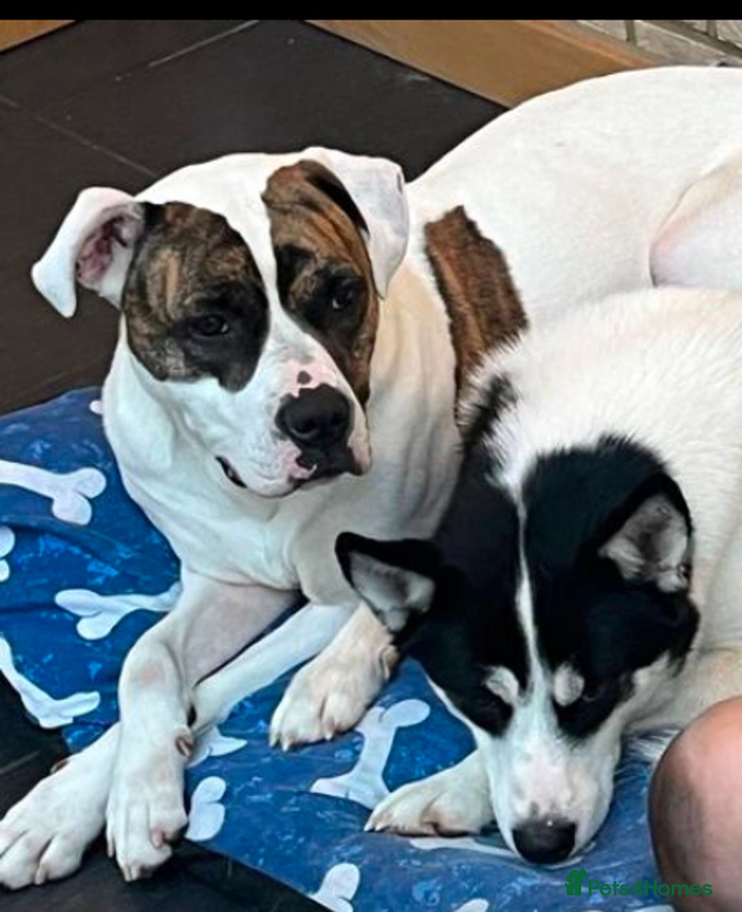 American Bulldog dogs for sale: American bulldog and Siberian Husky  full grown - Image 2