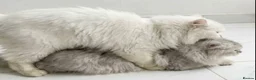 Persian cats for stud: ⭐️PERSIAN CHINCHILLA PEDIGREE PKD/FELV CLEAR STUD - Advert 5