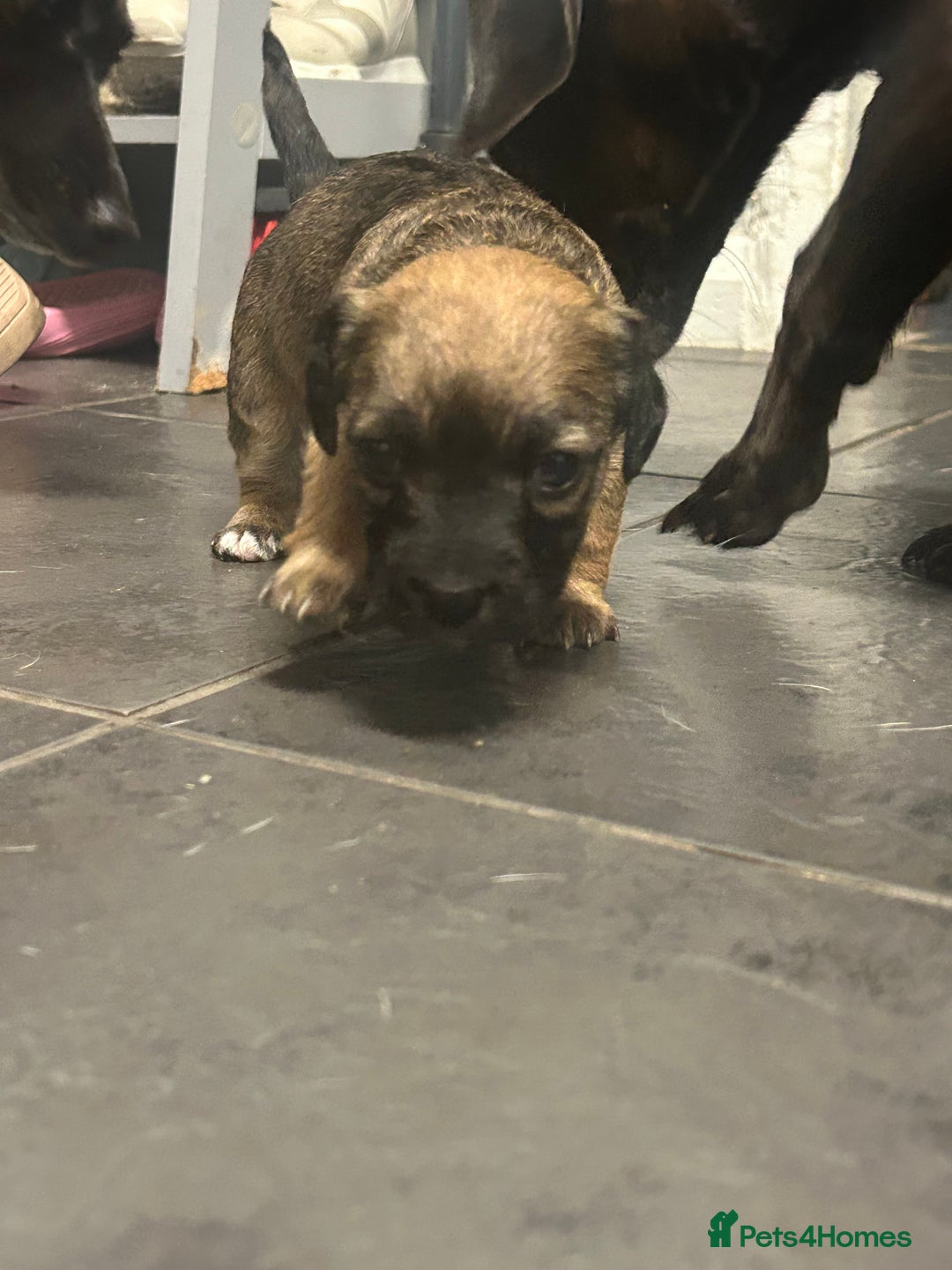 Mixed Breed dogs for sale: Jack Russell dachshund poodle mix - Image 14