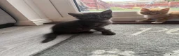 Maine Coon cats for sale: Maine coon mixed kittens  - Advert 18