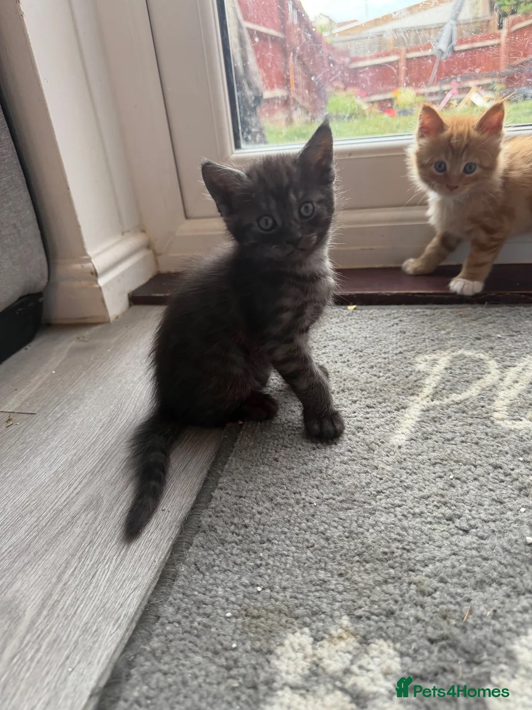 Maine Coon cats for sale: Maine coon mixed kittens  - Advert 18