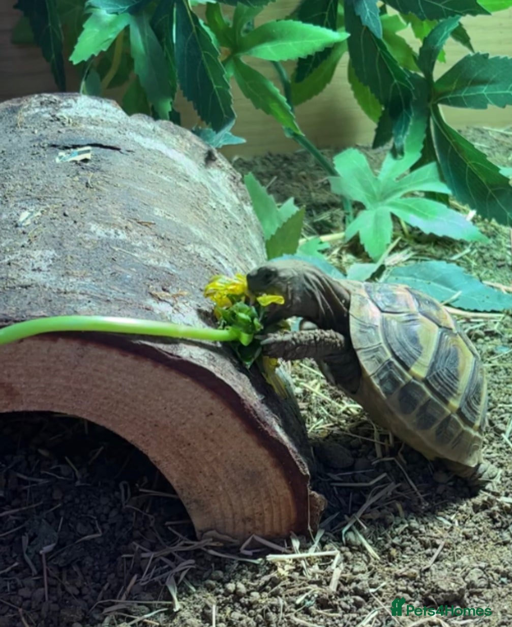 Tortoise reptiles Herman tortoise & Set up - Advert 1