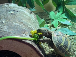 Tortoise reptiles Herman tortoise & Set up - Advert 1