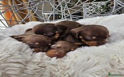 Dachshund dogs for sale: Beautiful Chocolate & Dapple Dachshund Pups - Image 10