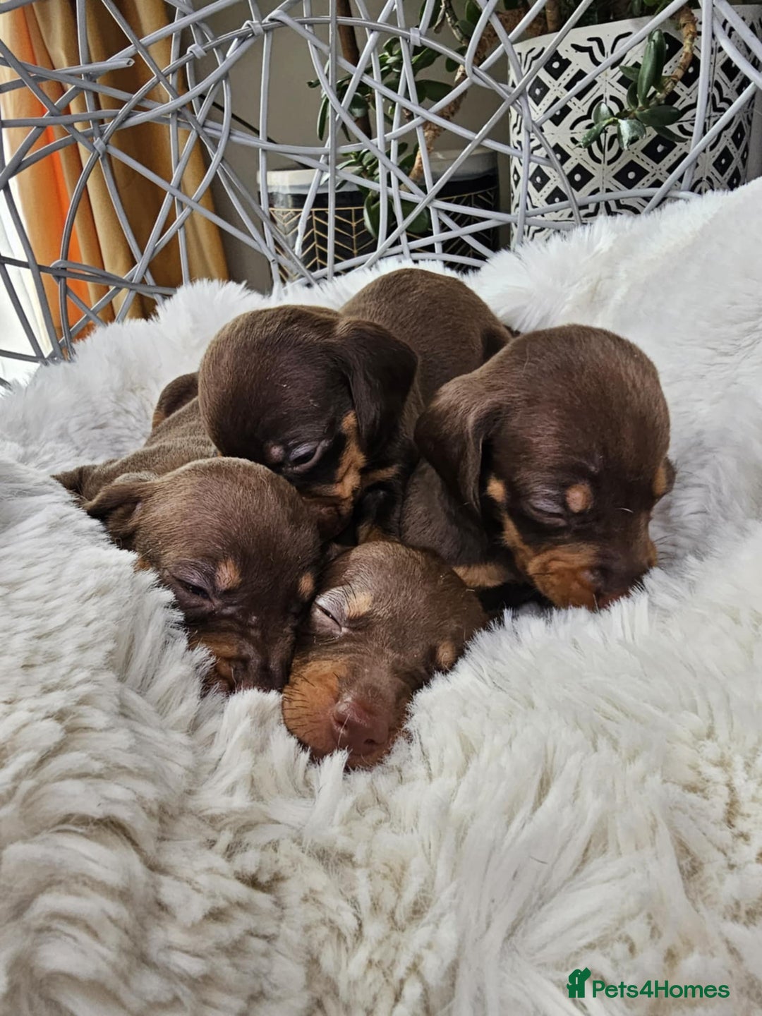 Dachshund dogs for sale: Beautiful Chocolate & Dapple Dachshund Pups - Image 10